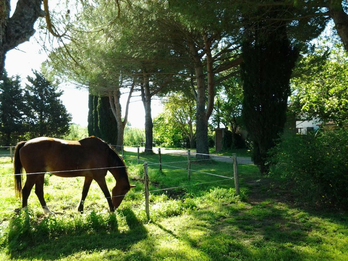 Agriturismo Piana Arborello Hotel Magliano in Toscana Eksteriør billede