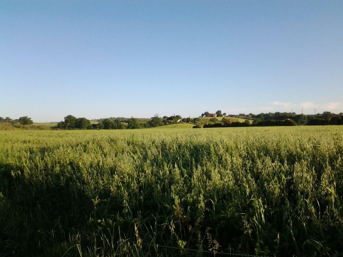 Agriturismo Piana Arborello Hotel Magliano in Toscana Eksteriør billede