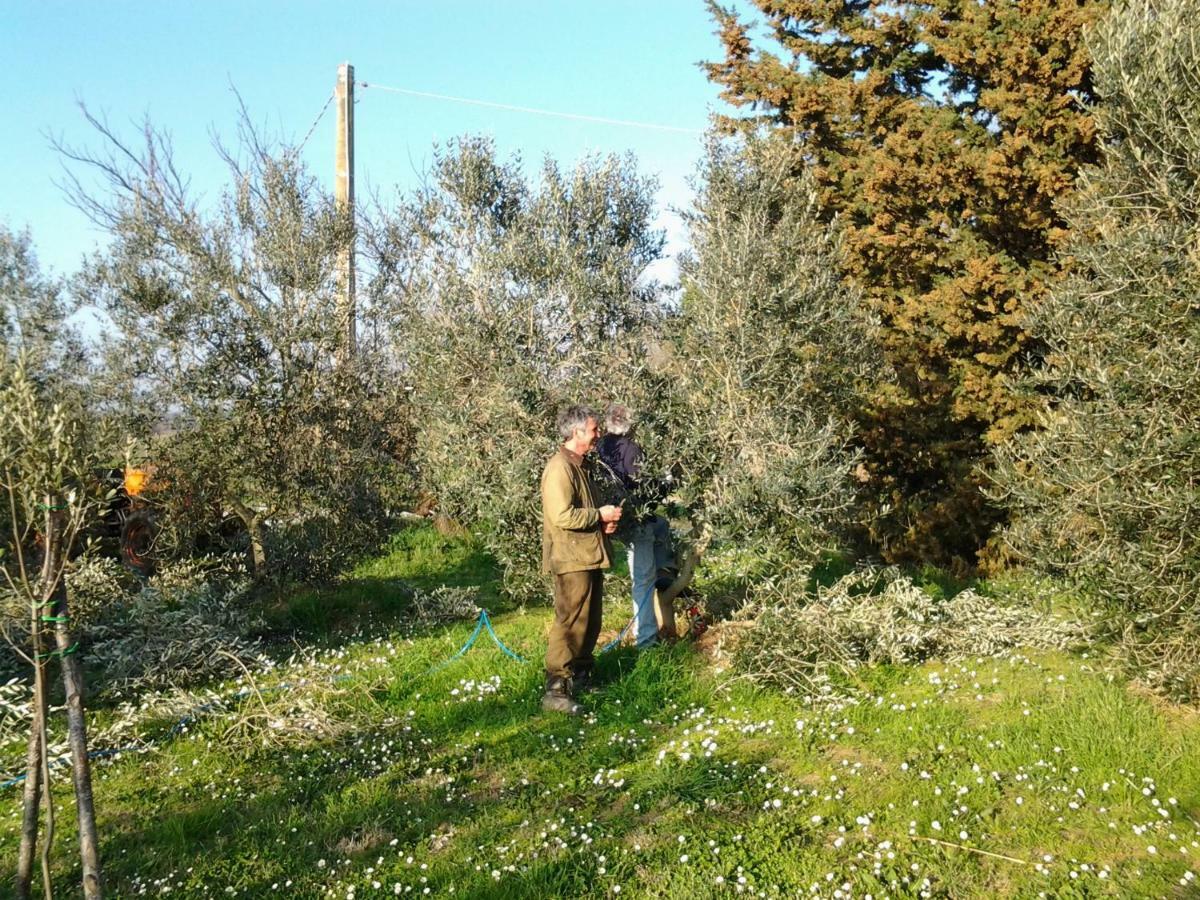 Agriturismo Piana Arborello Hotel Magliano in Toscana Eksteriør billede